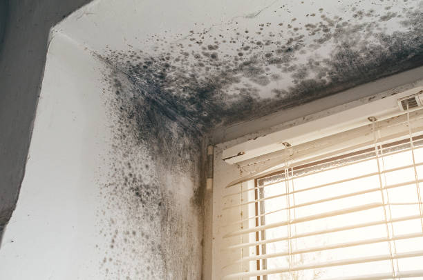 Trusted Bathroom Mold Removal service in Castalia, NC - Cheap Mold Removal
